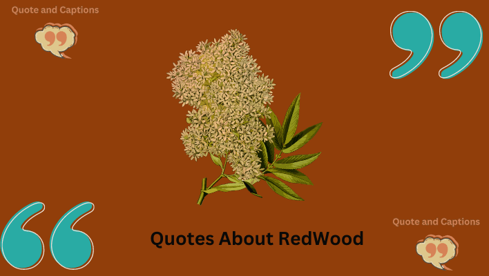 quotes aout redwood